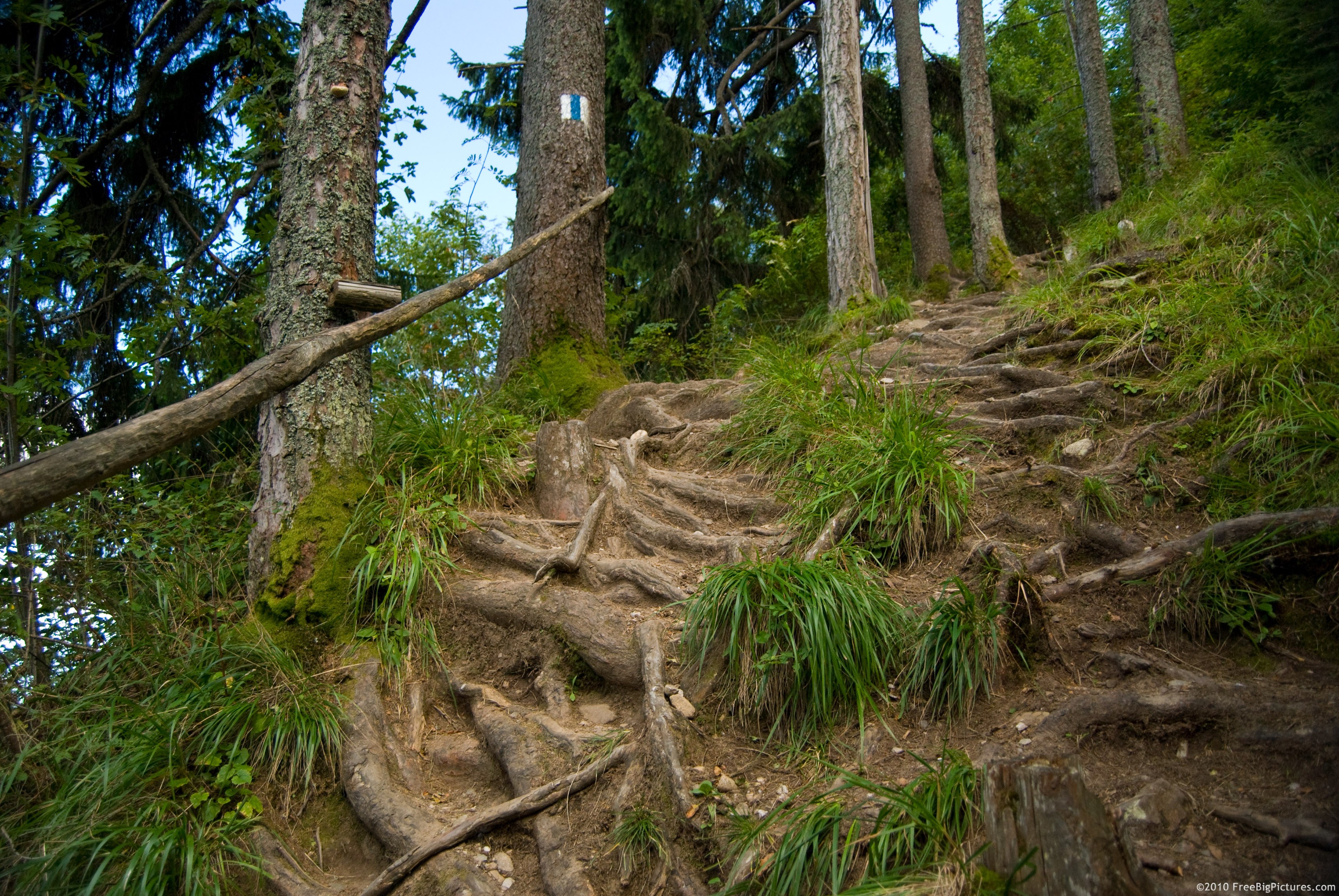 root-steps (1)
